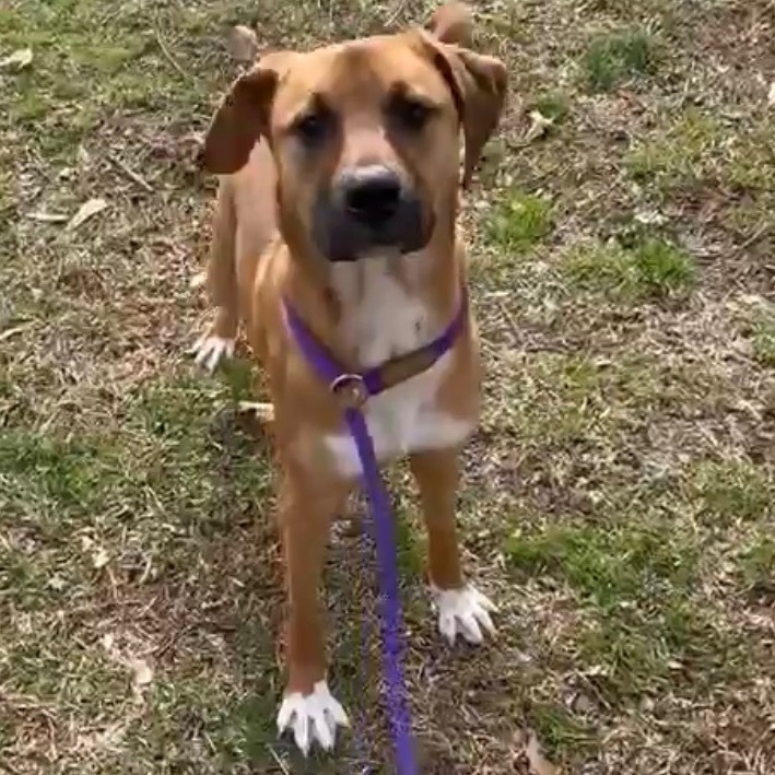 Ava, an adoptable Black Mouth Cur, Hound in Rochester, NY, 14609 | Photo Image 4