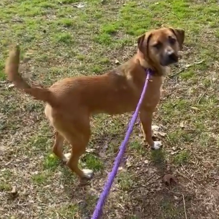 Ava, an adoptable Black Mouth Cur, Hound in Rochester, NY, 14609 | Photo Image 6