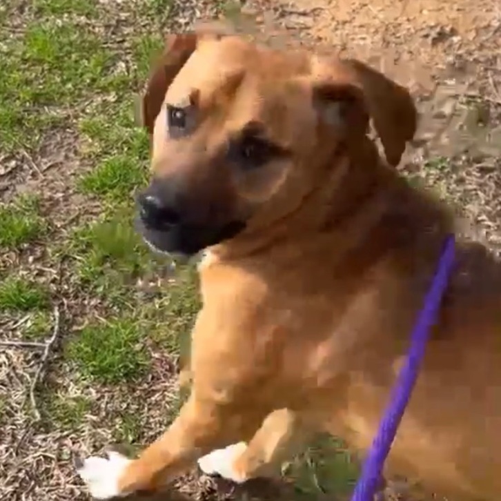 Ava, an adoptable Black Mouth Cur, Hound in Rochester, NY, 14609 | Photo Image 8