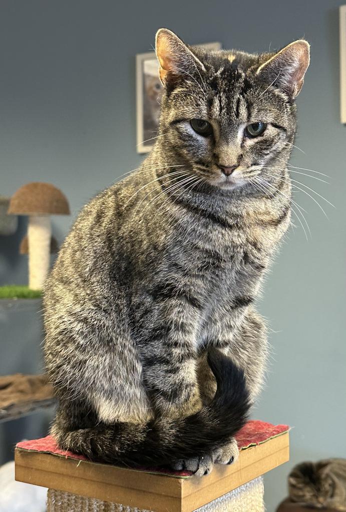 Muffin, an adoptable Domestic Short Hair in LIberty, NY, 12754 | Photo Image 1