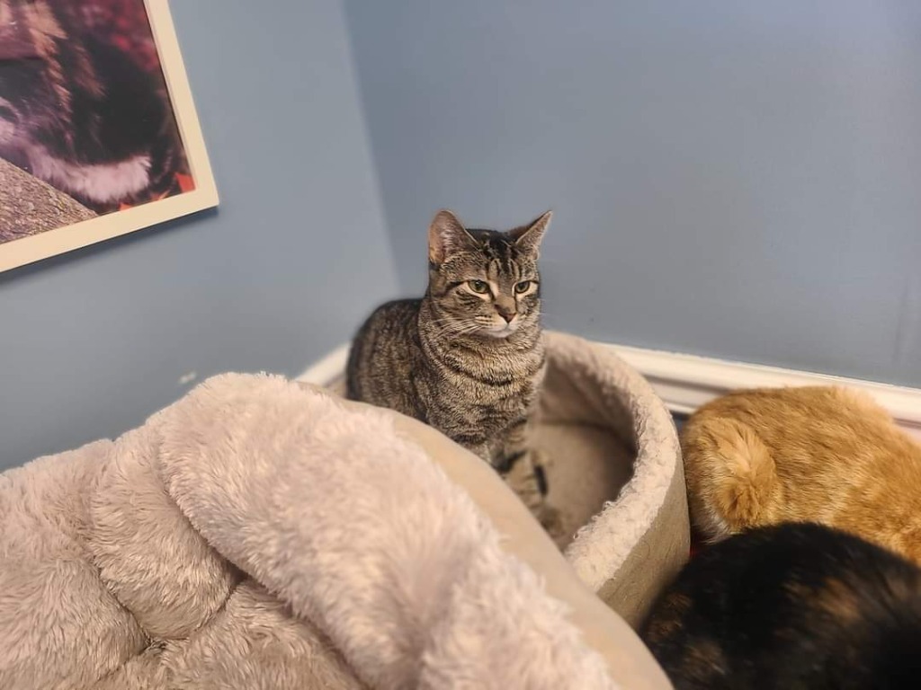 Muffin, an adoptable Domestic Short Hair in LIberty, NY, 12754 | Photo Image 2