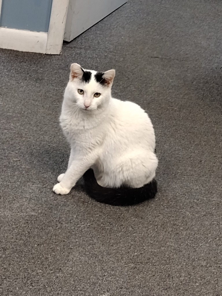 Huggy, an adoptable Domestic Short Hair in LIberty, NY, 12754 | Photo Image 1