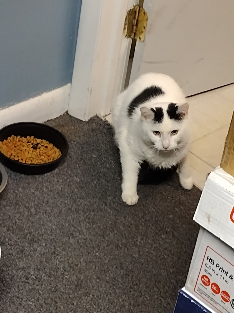 Huggy, an adoptable Domestic Short Hair in LIberty, NY, 12754 | Photo Image 2