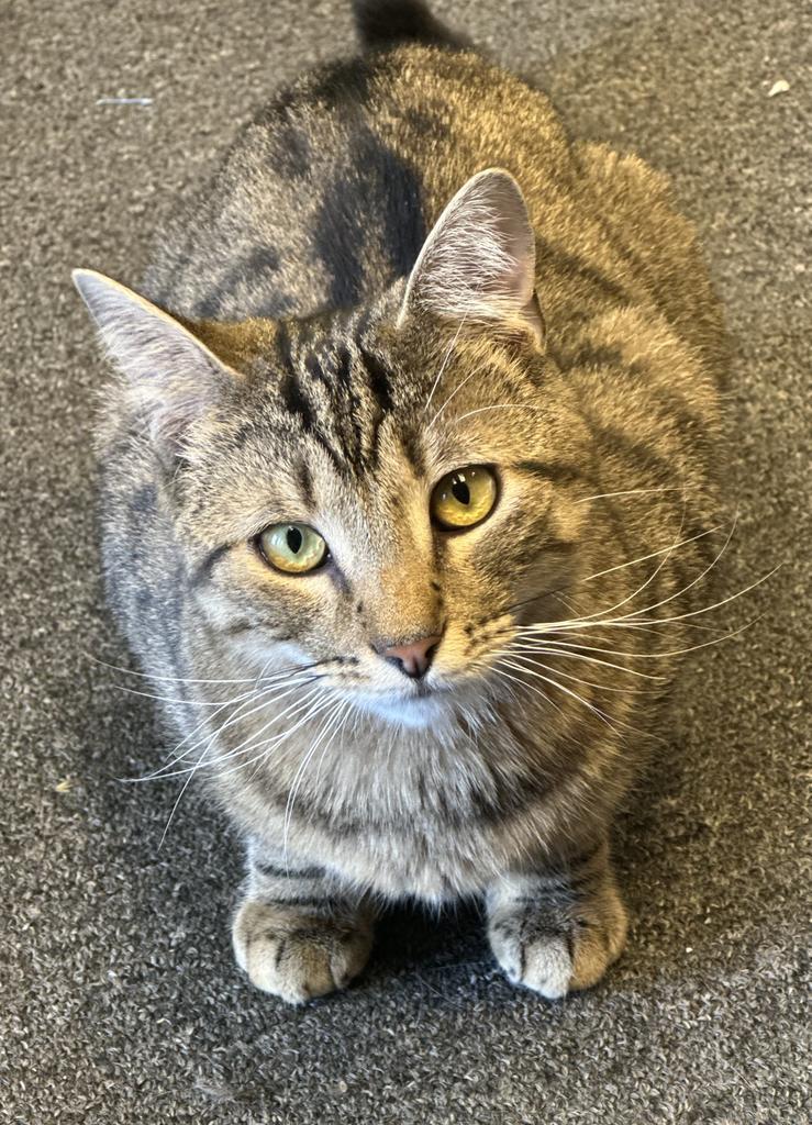 Eddie, an adoptable Domestic Short Hair in LIberty, NY, 12754 | Photo Image 1
