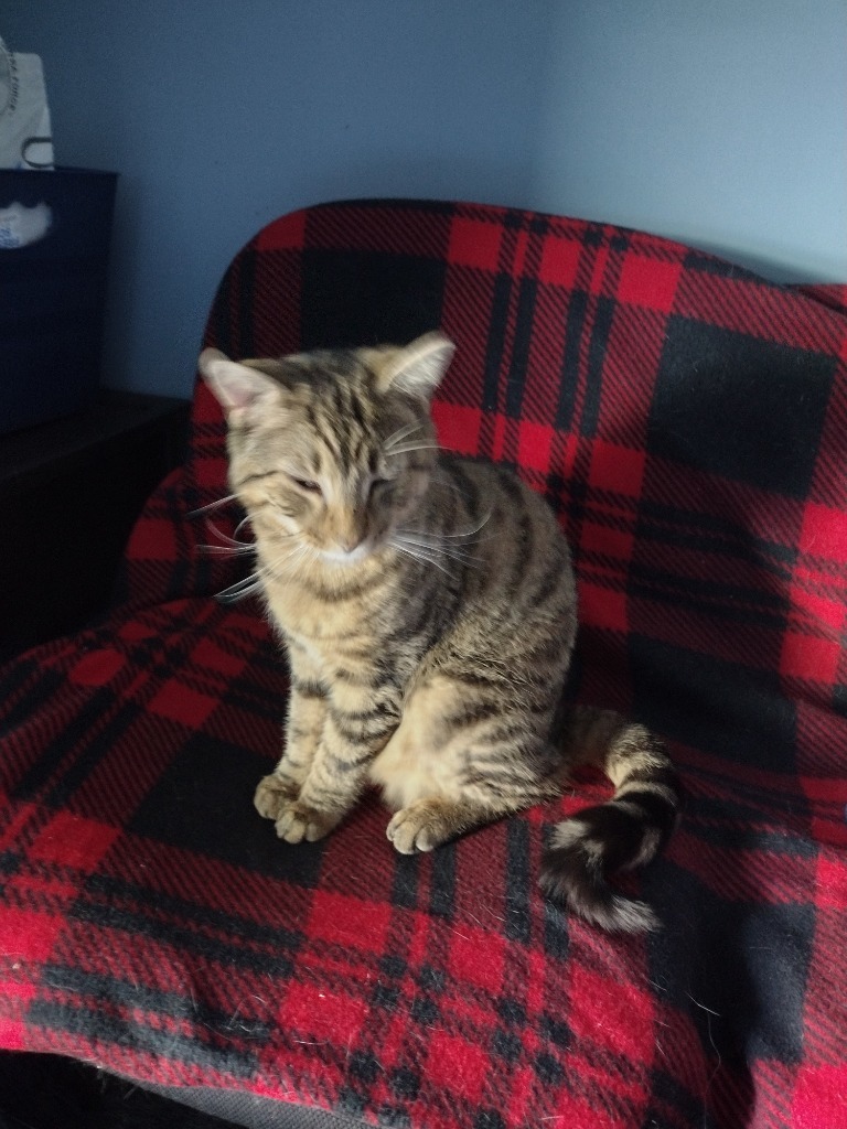 Eddie, an adoptable Domestic Short Hair in LIberty, NY, 12754 | Photo Image 3
