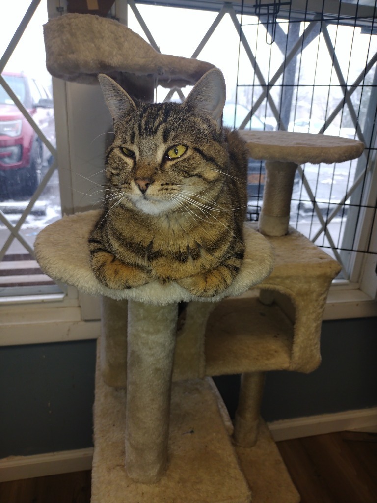 Eddie, an adoptable Domestic Short Hair in LIberty, NY, 12754 | Photo Image 4