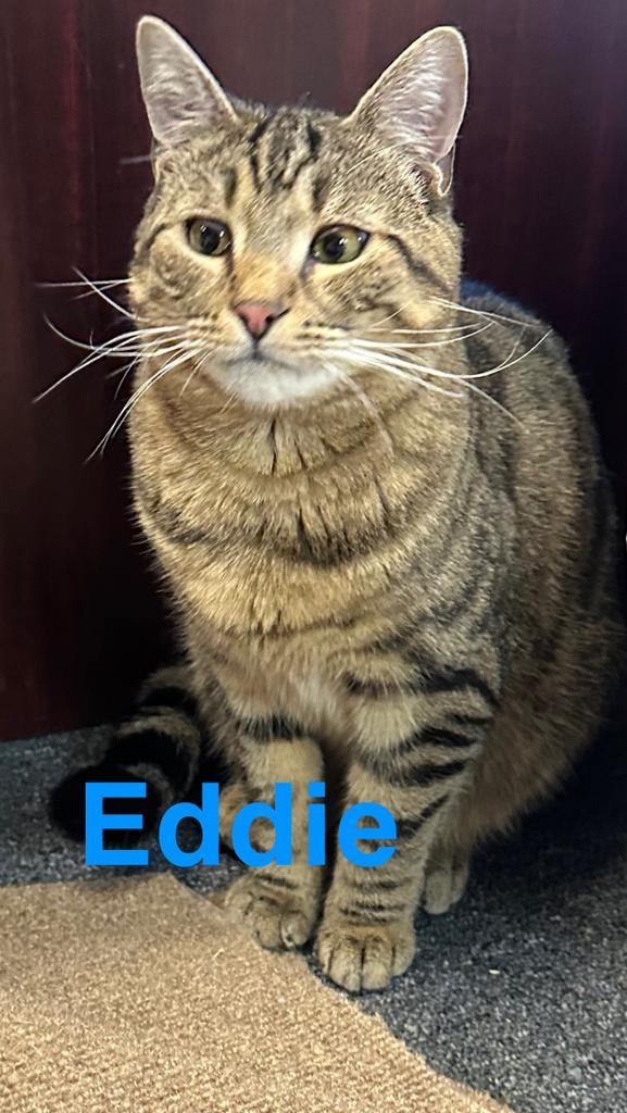 Eddie, an adoptable Domestic Short Hair in LIberty, NY, 12754 | Photo Image 5
