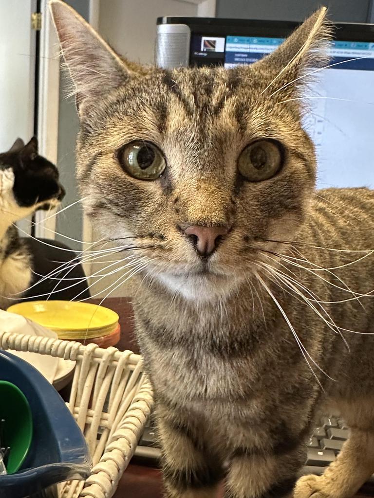 Eddie, an adoptable Domestic Short Hair in LIberty, NY, 12754 | Photo Image 6