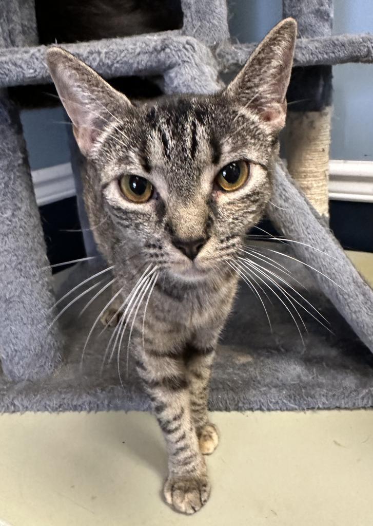 Mittens, an adoptable Domestic Short Hair in LIberty, NY, 12754 | Photo Image 1