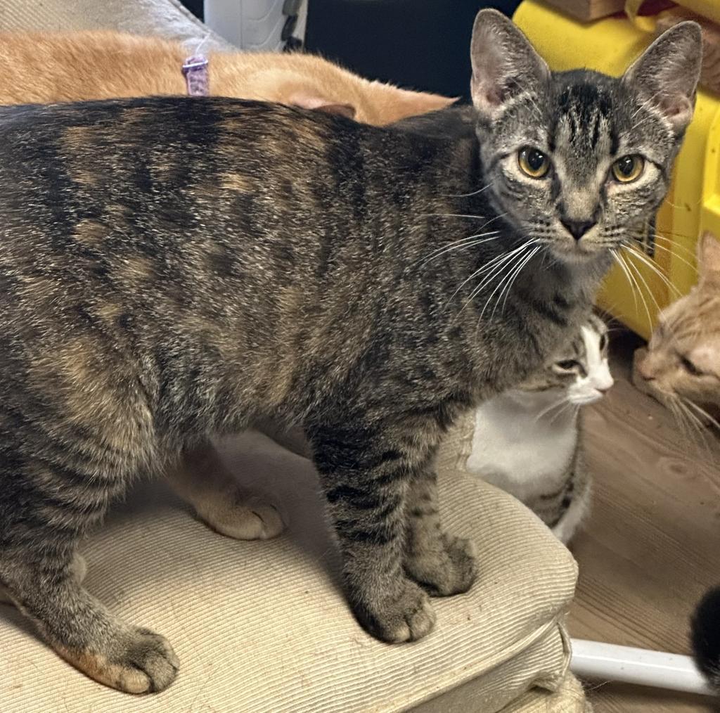 Mittens, an adoptable Domestic Short Hair in LIberty, NY, 12754 | Photo Image 2