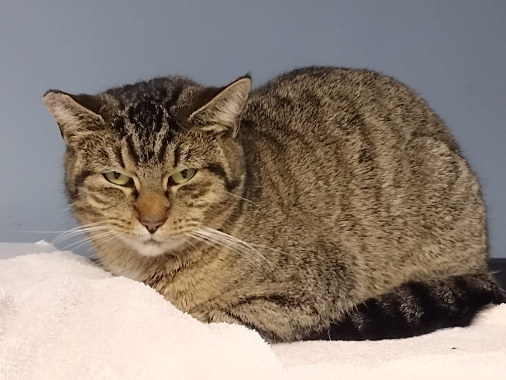 Mimi, an adoptable Domestic Short Hair in LIberty, NY, 12754 | Photo Image 2