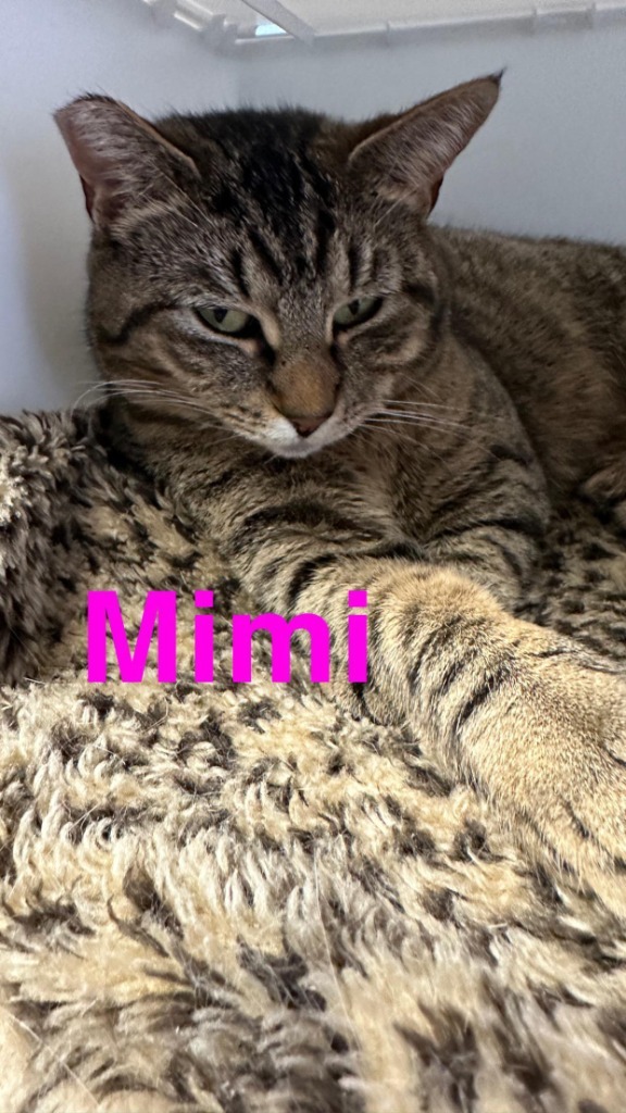 Mimi, an adoptable Domestic Short Hair in LIberty, NY, 12754 | Photo Image 3