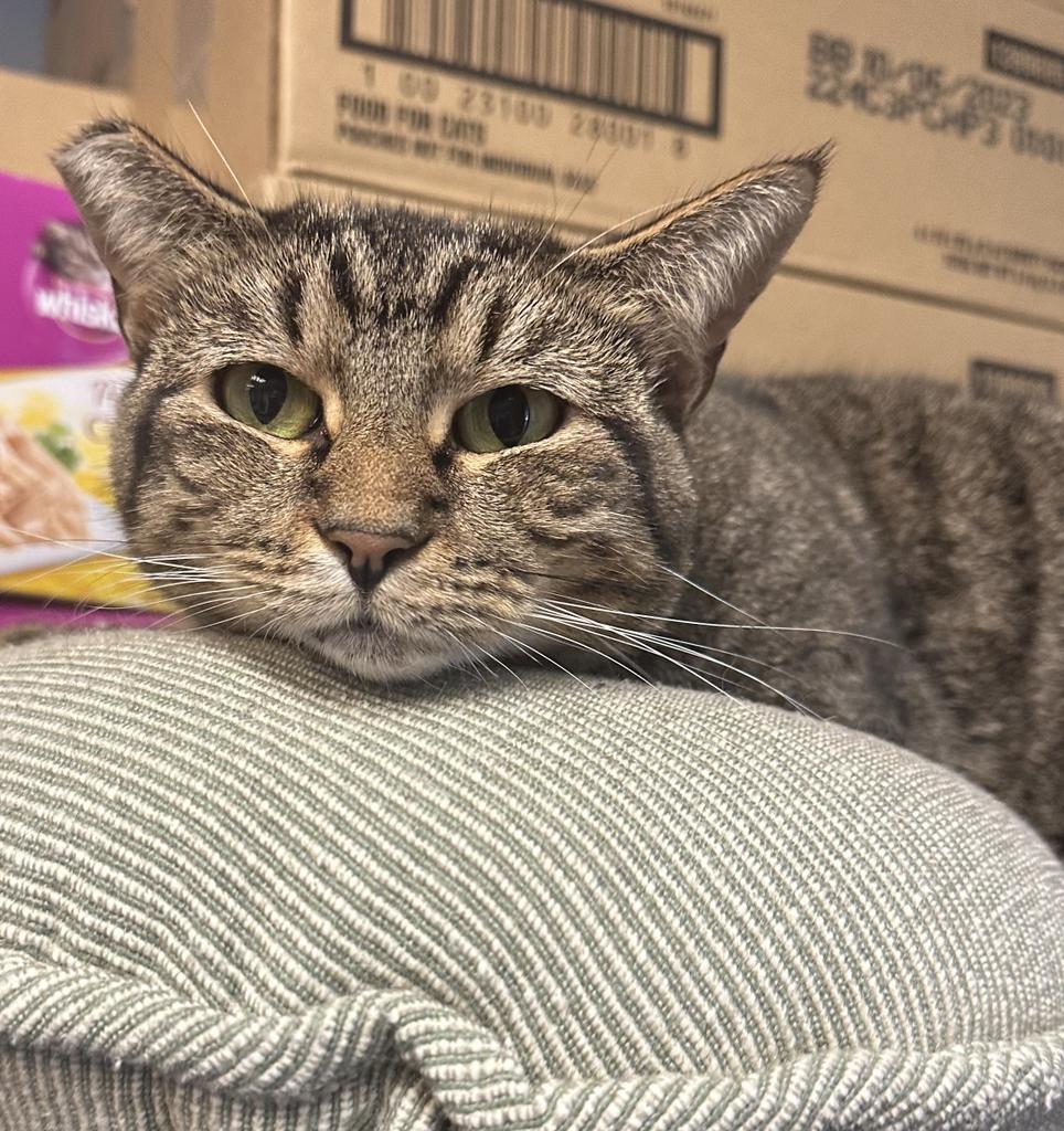 Mimi, an adoptable Domestic Short Hair in LIberty, NY, 12754 | Photo Image 4