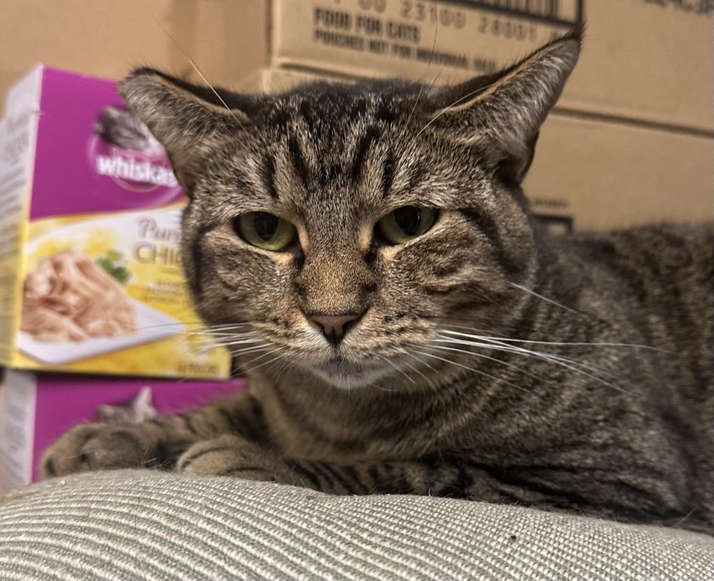 Mimi, an adoptable Domestic Short Hair in LIberty, NY, 12754 | Photo Image 5