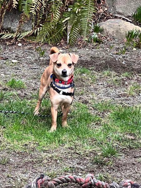 Tippertoes, an adoptable Chihuahua, Dachshund in Covington, WA, 98042 | Photo Image 1