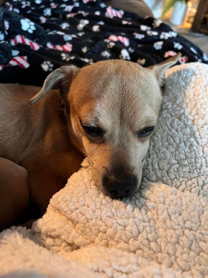 Tippertoes, an adoptable Chihuahua, Dachshund in Covington, WA, 98042 | Photo Image 2