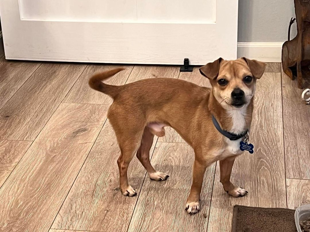 Tippertoes, an adoptable Chihuahua, Dachshund in Covington, WA, 98042 | Photo Image 3
