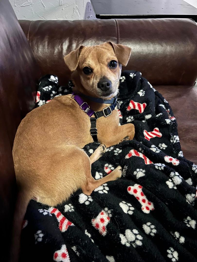 Tippertoes, an adoptable Chihuahua, Dachshund in Covington, WA, 98042 | Photo Image 4