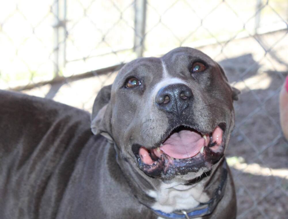 Dorothy, an adoptable Mixed Breed in Scott, LA, 70583 | Photo Image 1