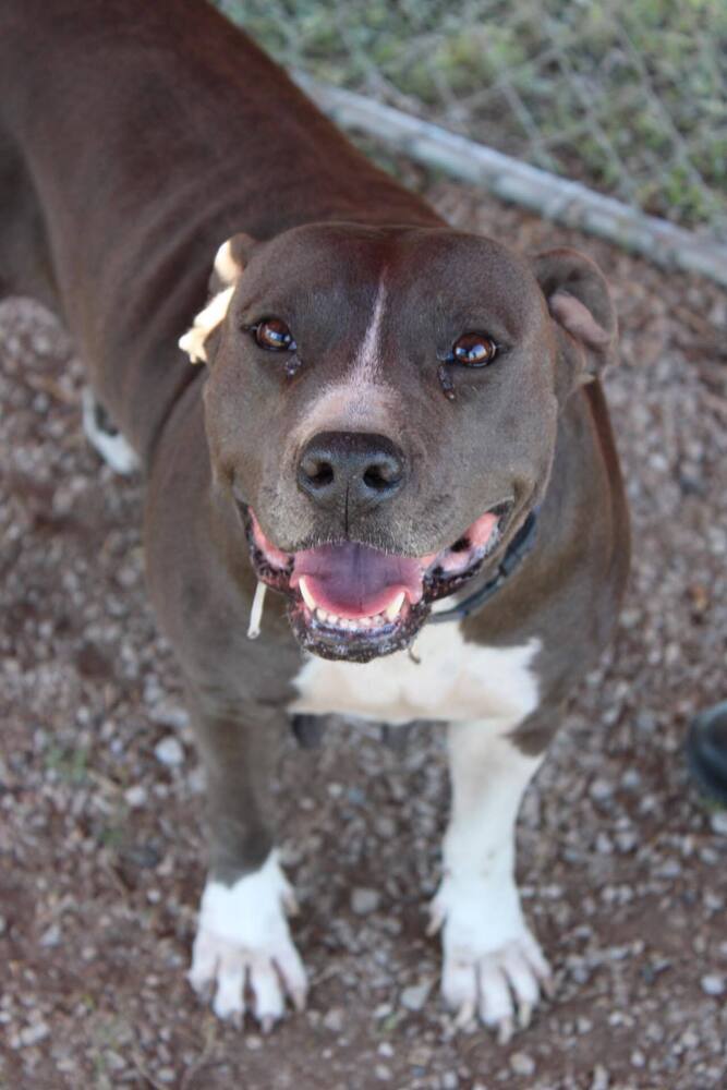 Dorothy, an adoptable Mixed Breed in Scott, LA, 70583 | Photo Image 2