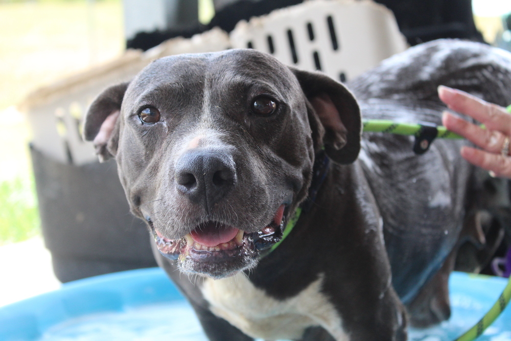 Dorothy, an adoptable Mixed Breed in Scott, LA, 70583 | Photo Image 3