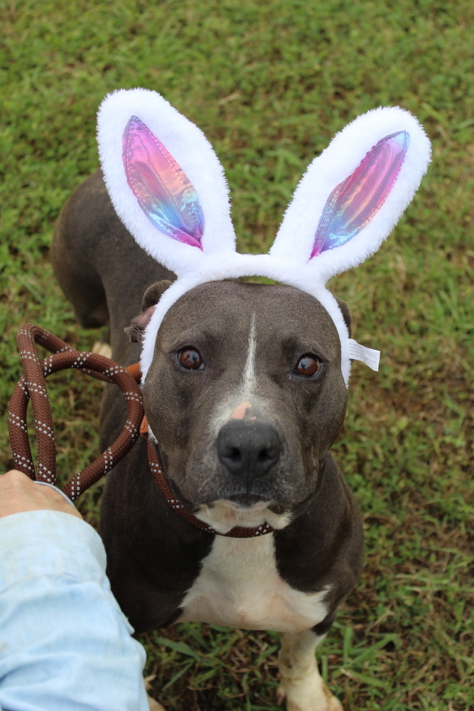 Dorothy, an adoptable Mixed Breed in Scott, LA, 70583 | Photo Image 4