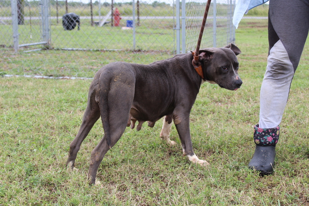 Dorothy, an adoptable Mixed Breed in Scott, LA, 70583 | Photo Image 5