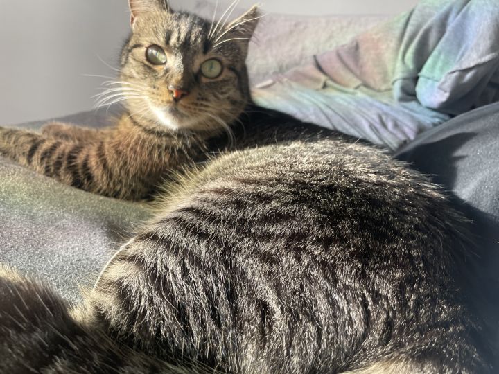 Millie B 6