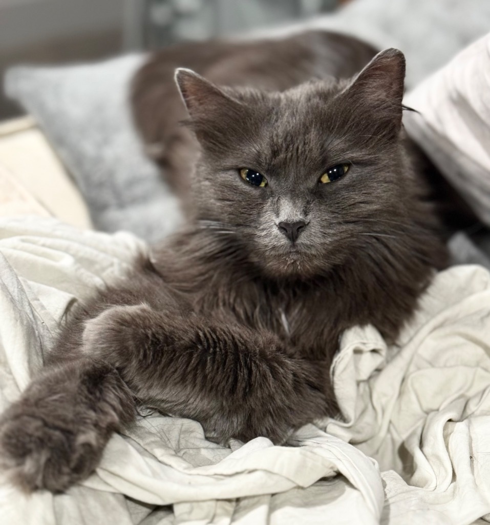 Edie, an adoptable Domestic Long Hair in Brainardsville, NY, 12915 | Photo Image 1
