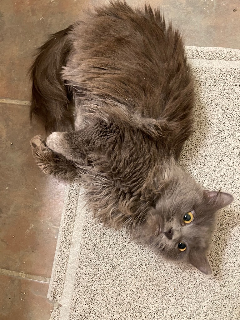 Edie, an adoptable Domestic Long Hair in Brainardsville, NY, 12915 | Photo Image 2