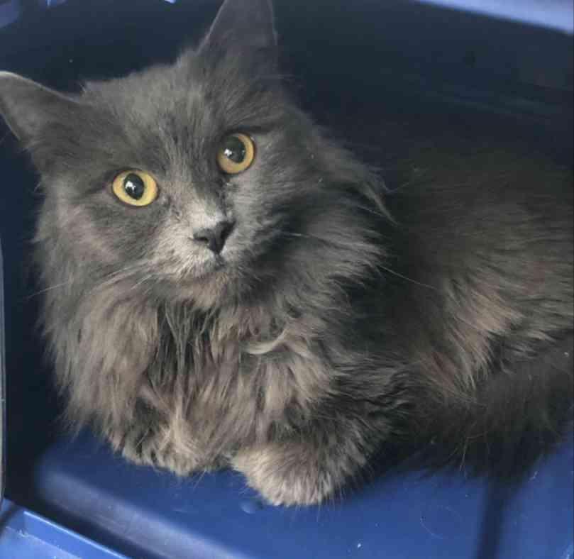Edie, an adoptable Domestic Long Hair in Brainardsville, NY, 12915 | Photo Image 3