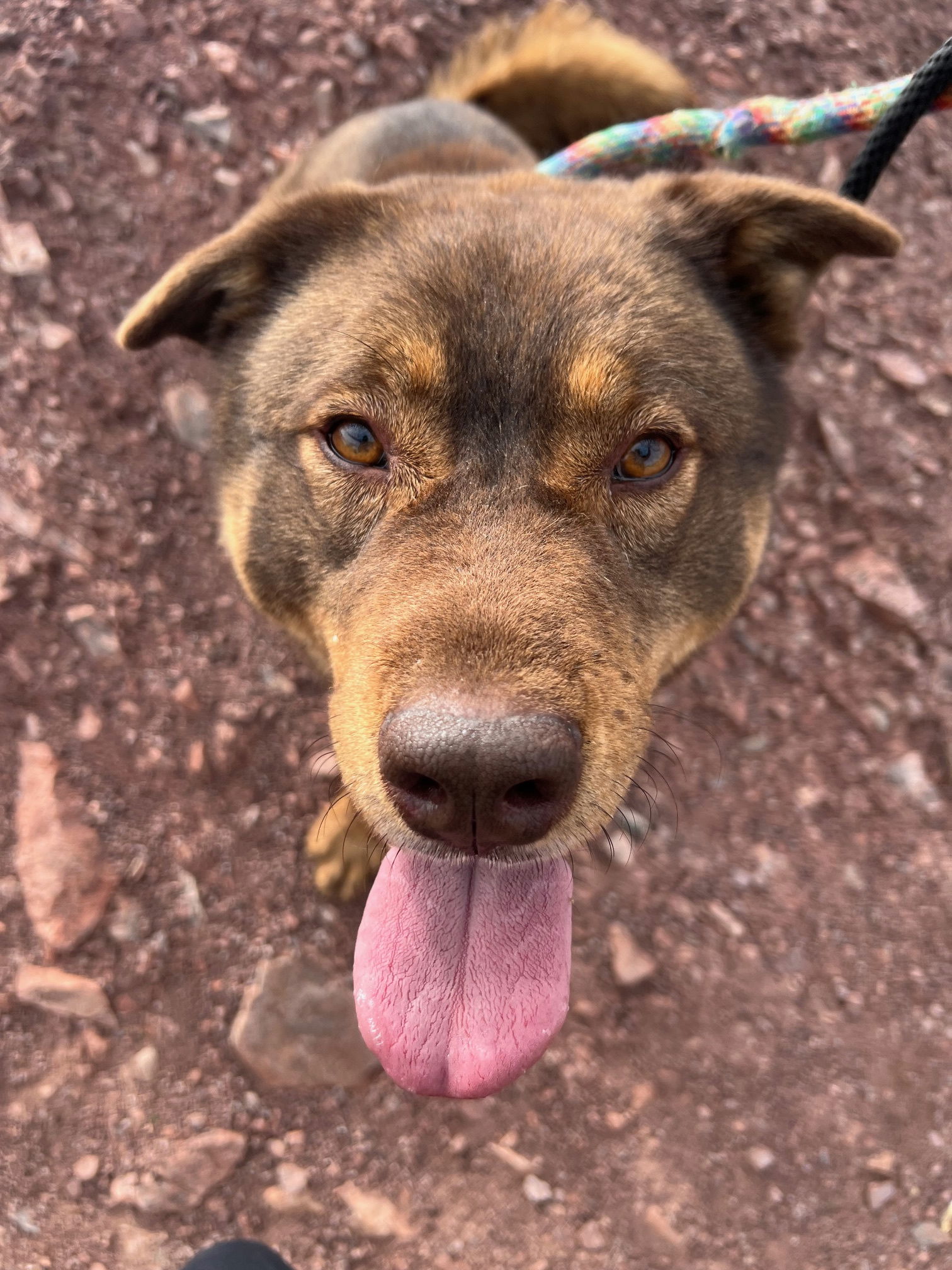 Bear (Courtesy post), an adoptable Chow Chow in Phoenix, AZ, 85017 | Photo Image 1