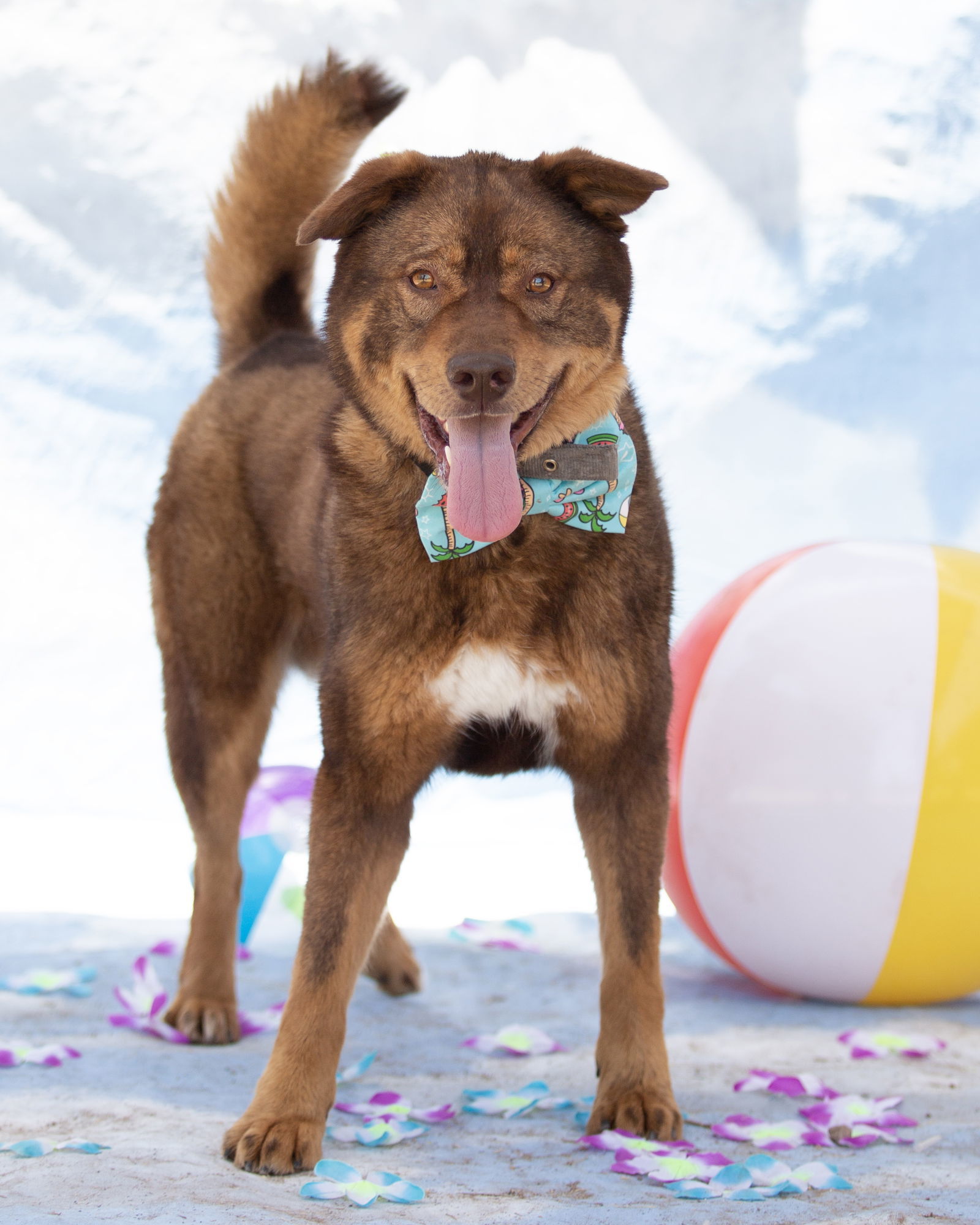 Bear (Courtesy post), an adoptable Chow Chow in Phoenix, AZ, 85017 | Photo Image 3
