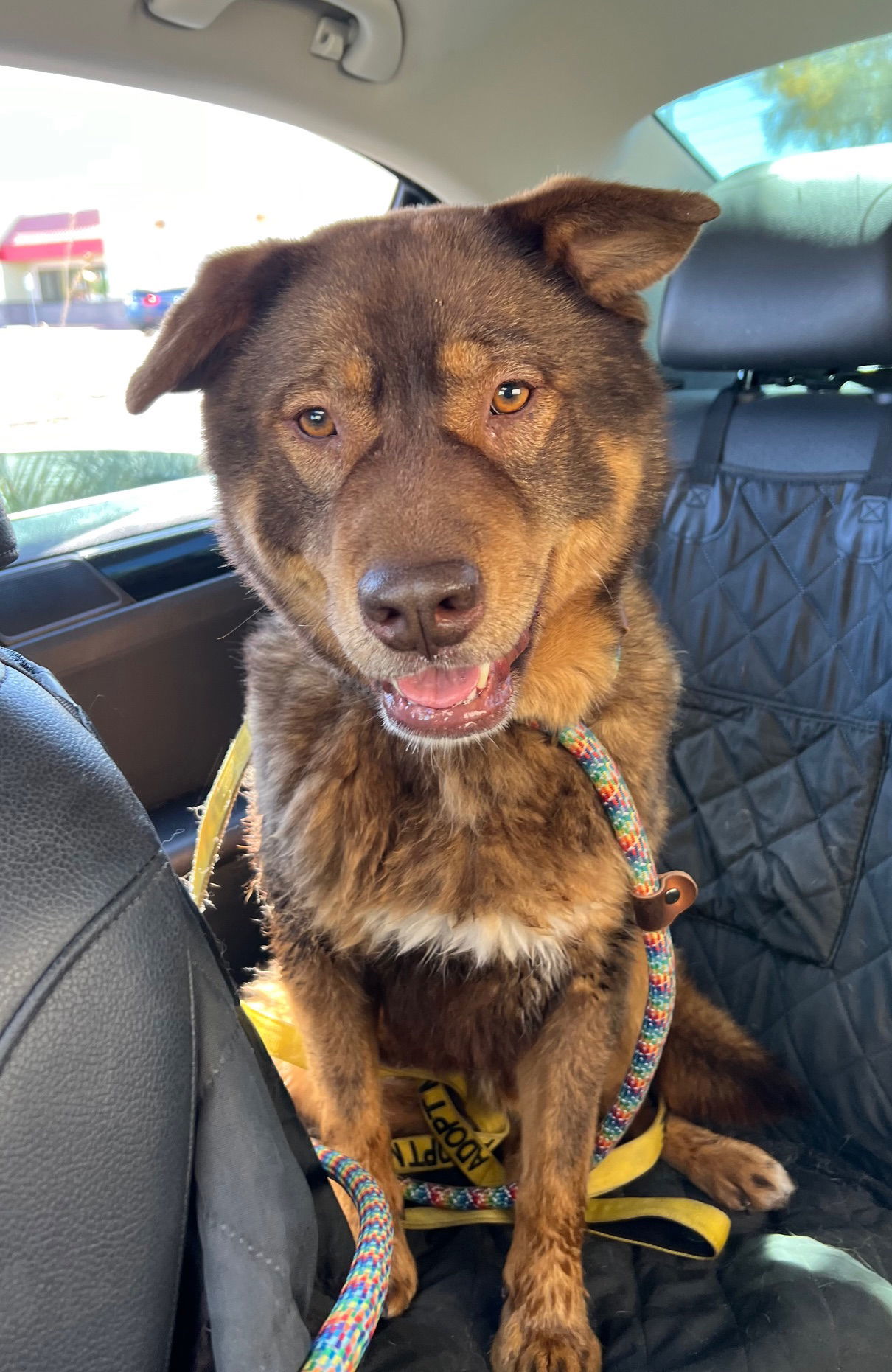 Bear (Courtesy post), an adoptable Chow Chow in Phoenix, AZ, 85017 | Photo Image 3