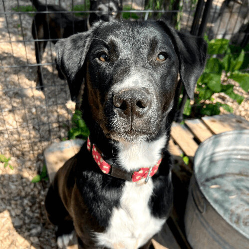 Border collie lab sales mix short hair