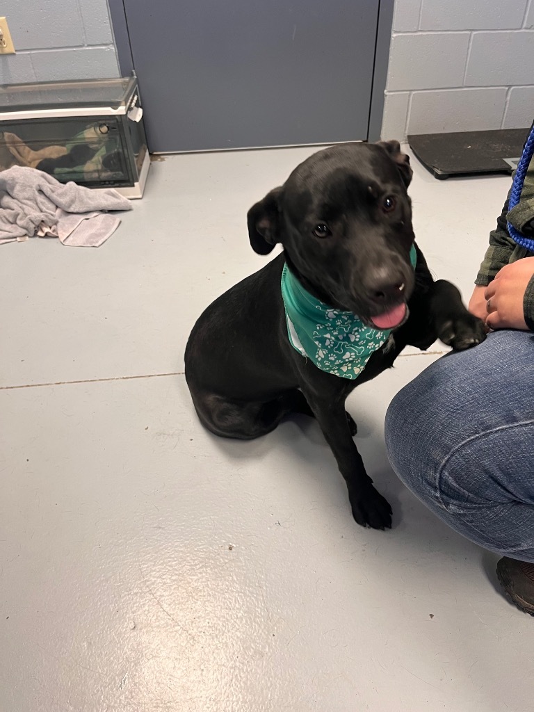 Teeter, an adoptable Terrier, Labrador Retriever in Greenwood, MS, 38930 | Photo Image 1