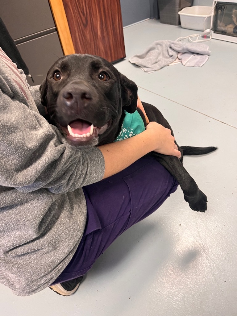 Teeter, an adoptable Terrier, Labrador Retriever in Greenwood, MS, 38930 | Photo Image 3