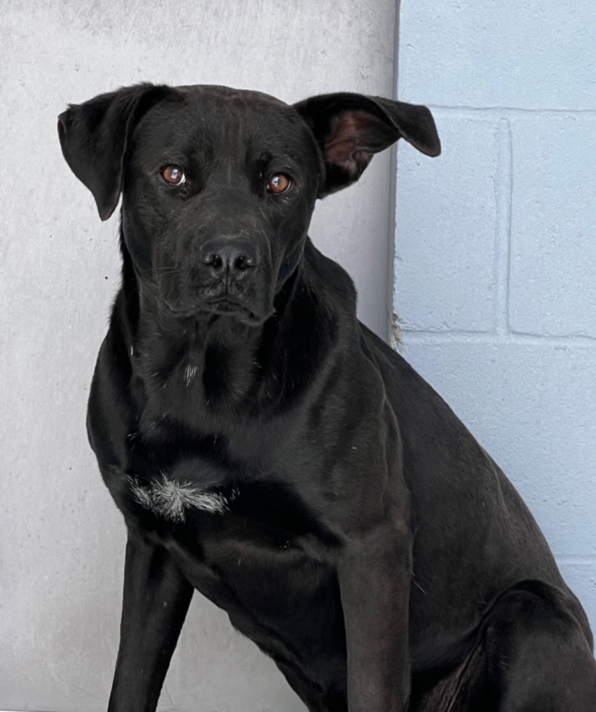 Capone, an adoptable Labrador Retriever, Collie in Greenwood, MS, 38930 | Photo Image 1