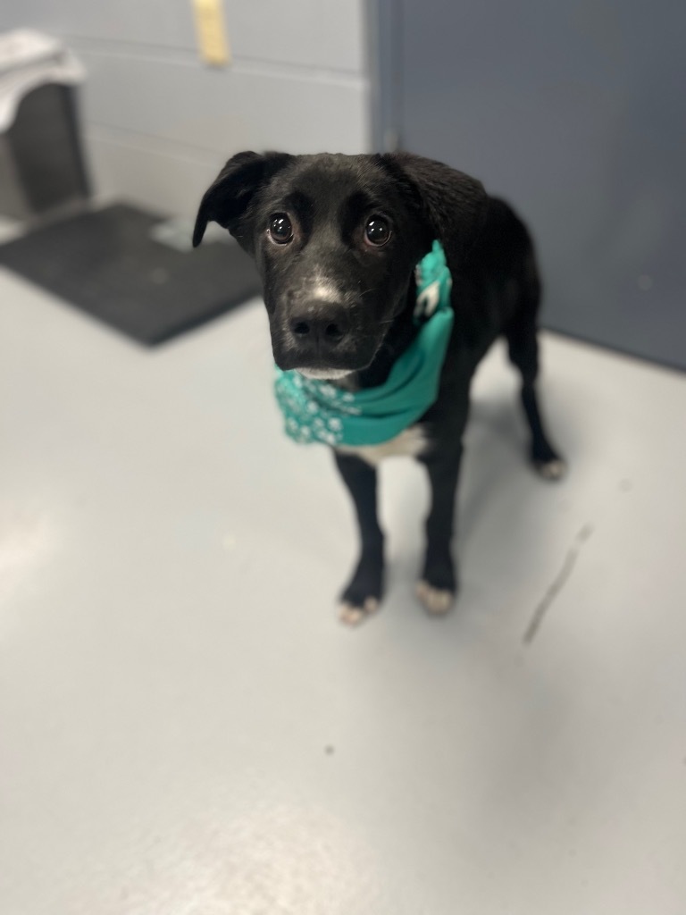 Capone, an adoptable Labrador Retriever, Collie in Greenwood, MS, 38930 | Photo Image 3