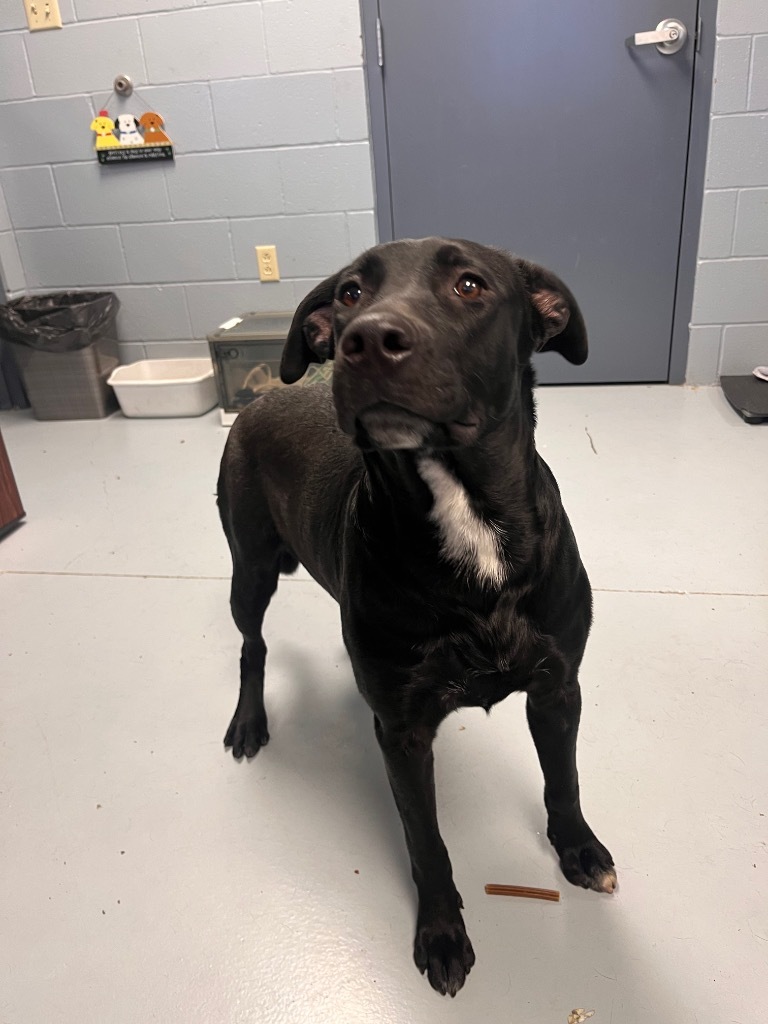 Monica, an adoptable Terrier, Labrador Retriever in Greenwood, MS, 38930 | Photo Image 1