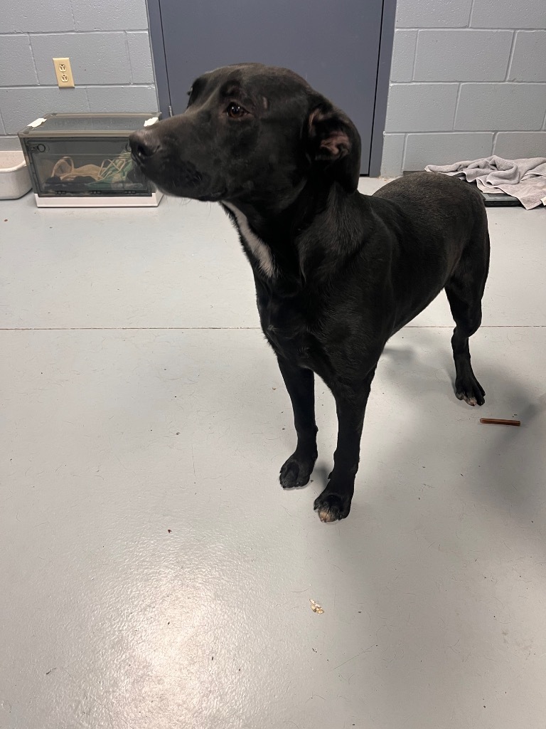 Monica, an adoptable Terrier, Labrador Retriever in Greenwood, MS, 38930 | Photo Image 3