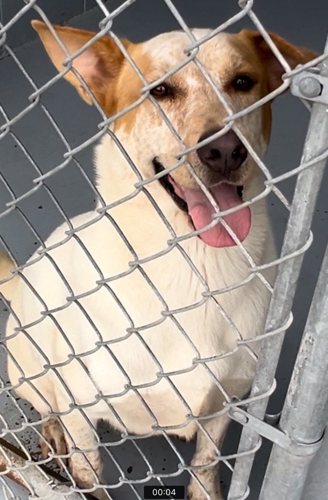 Peanut, an adoptable Shepherd in Greenwood, MS, 38930 | Photo Image 1