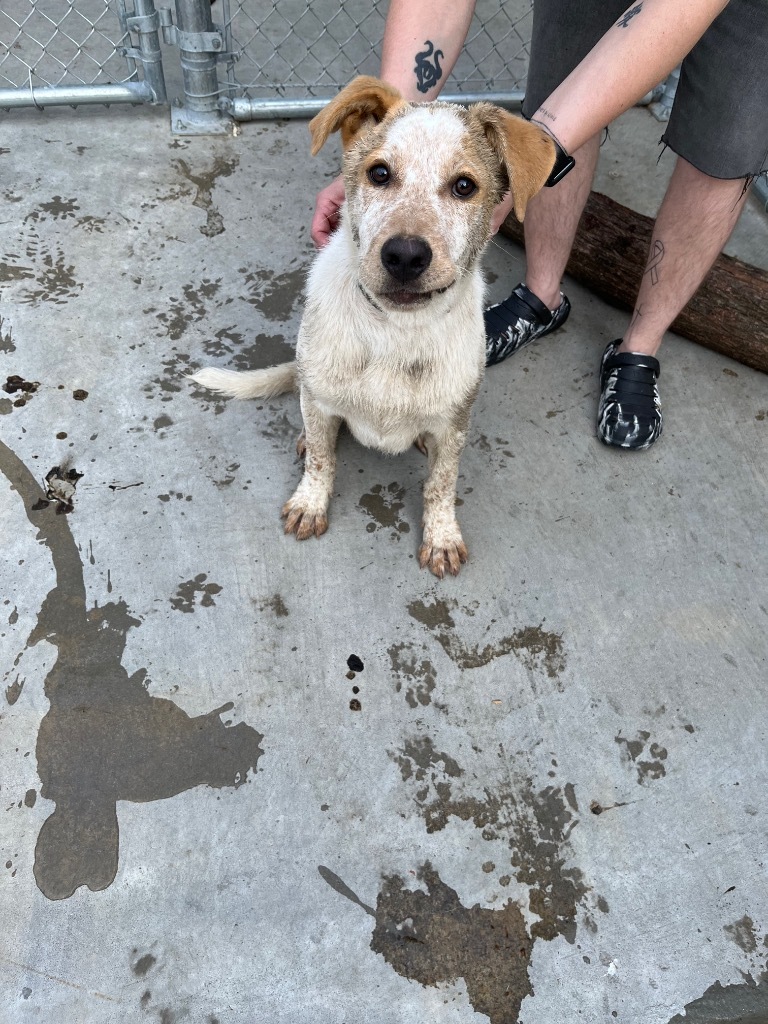 Peanut, an adoptable Shepherd in Greenwood, MS, 38930 | Photo Image 2