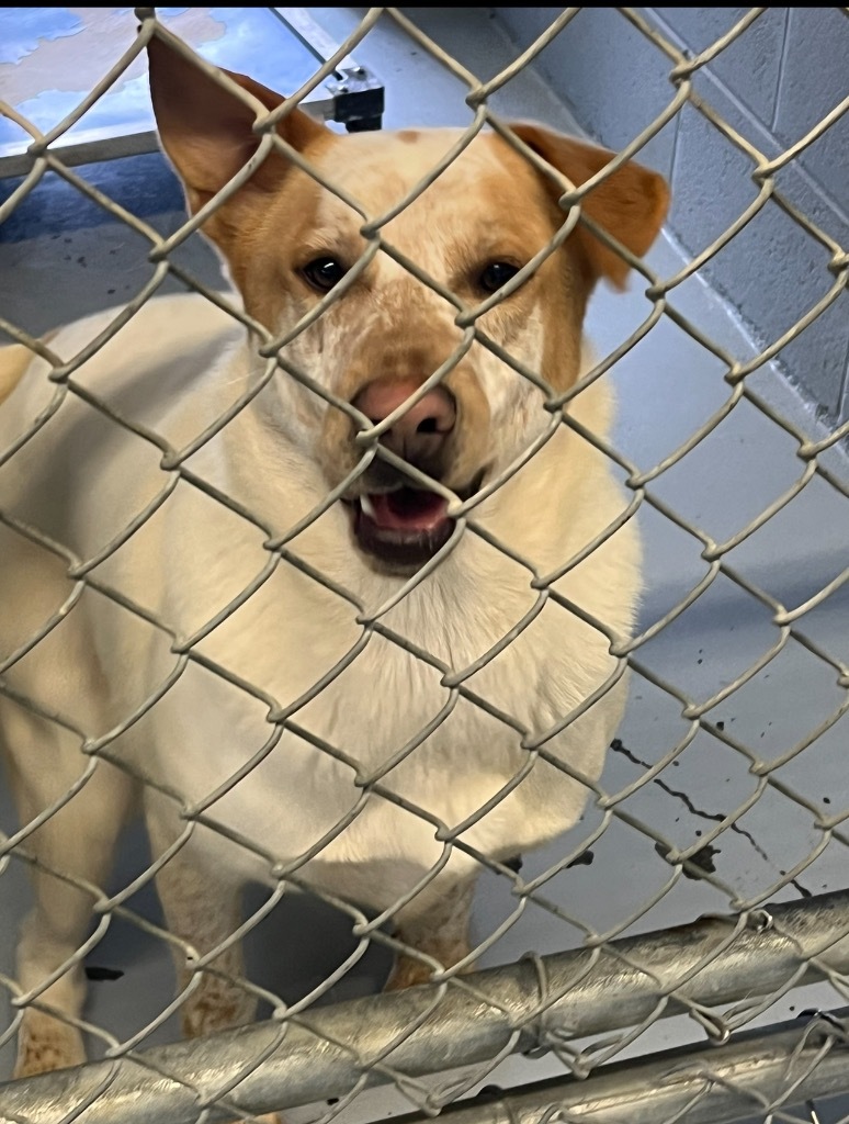 Peanut, an adoptable Shepherd in Greenwood, MS, 38930 | Photo Image 3