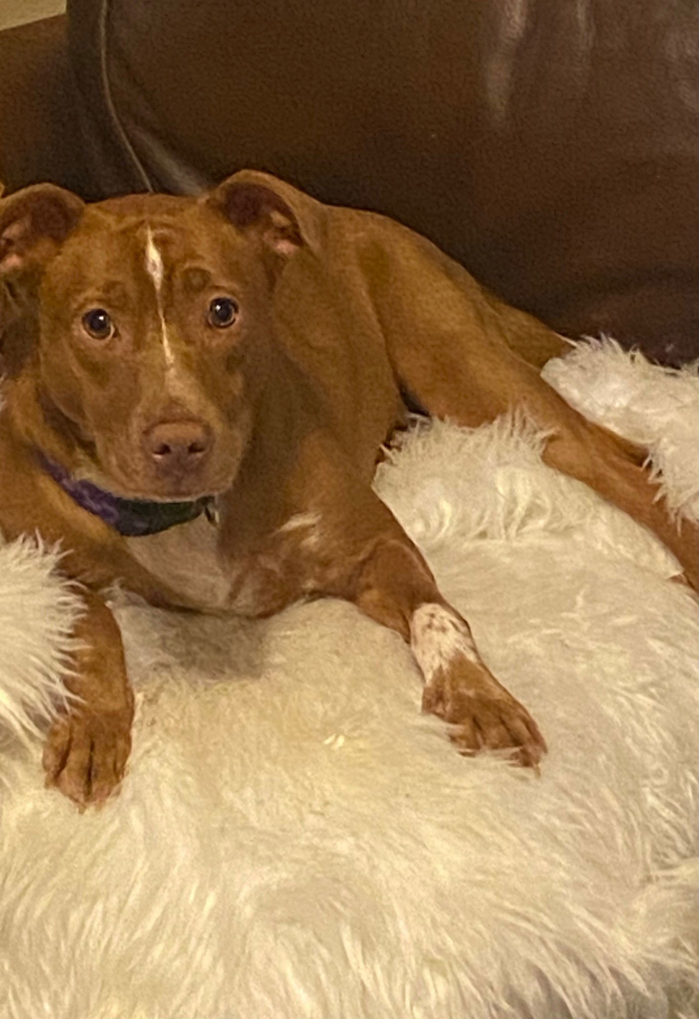 Campbell, an adoptable Terrier in Holly Springs, NC, 27540 | Photo Image 3