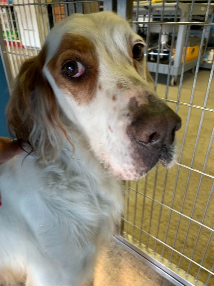 Dog for adoption - PATCH, an English Setter in Sunnyvale, TX | Petfinder