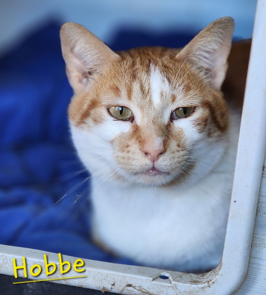 Hobbe