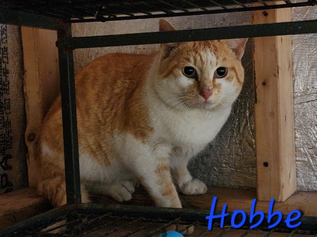 Hobbe