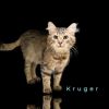 Kruger
