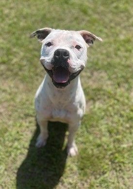 American store bulldog petfinder